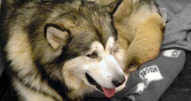 Alaskan Malamute