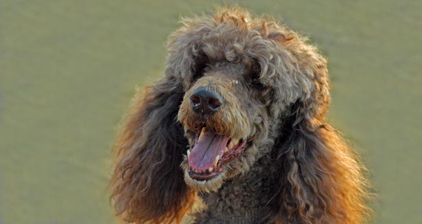 Giant Poodle