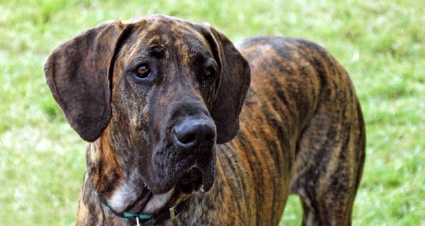 Great Dane