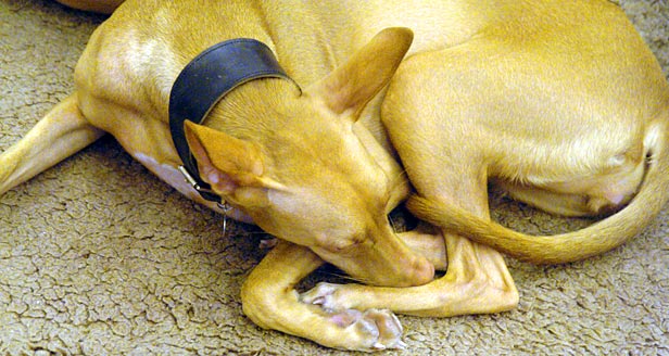 Pharoah Hound