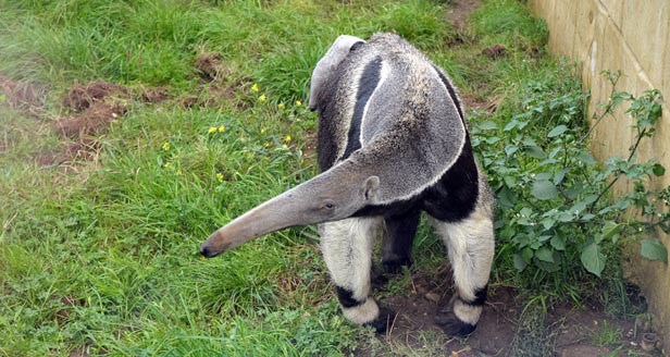 Ant Eater
