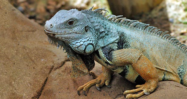 Green Iguana