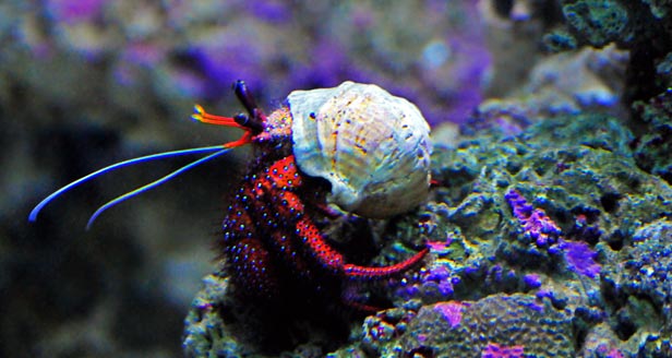 Hermit Crab