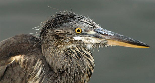 Heron