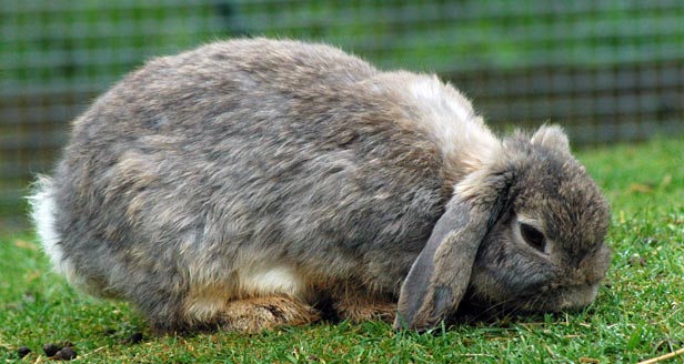 Rabbit