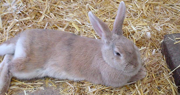 Rabbits