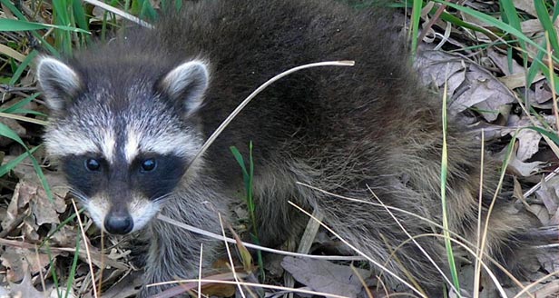 Raccoon